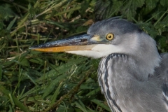 Blauwe reiger