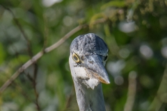 Blauwe reiger