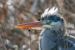 Blauwe reiger