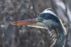 Blauwe reiger