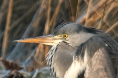 Blauwe reiger