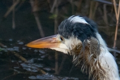 Blauwe reiger