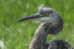 Blauwe reiger