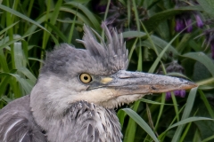 Blauwe reiger