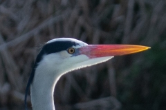 Blauwe reiger