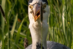 Blauwe reiger