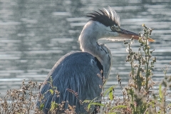 Blauwe reiger