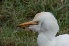 Koerreiger