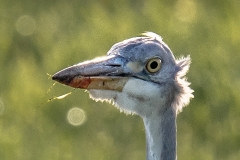 Blauwe reiger