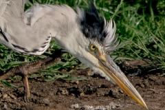 Blauwe reiger