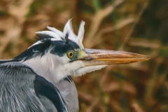 Blauwe reiger