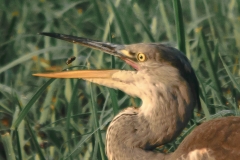 Blauwe reiger