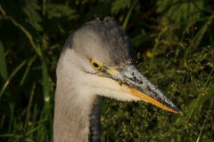 Blauwe reiger