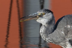 Blauwe reiger