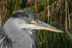 Blauwe reiger