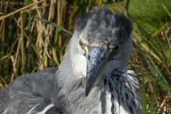 Blauwe reiger