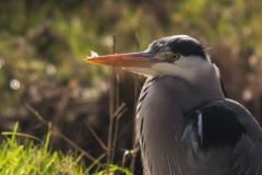 Blauwe reiger