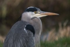 Blauwe reiger