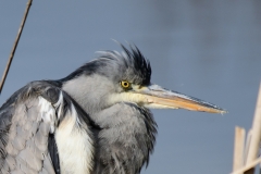 Blauwe reiger