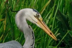 Blauwe reiger