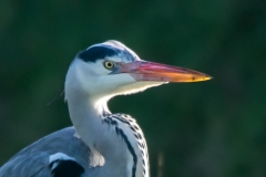 Blauwe reiger