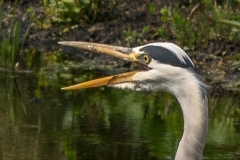 Blauwe reiger