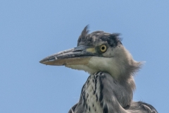 Blauwe reiger