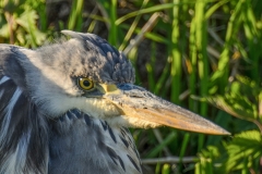 Blauwe reiger