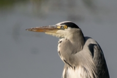 Blauwe reiger