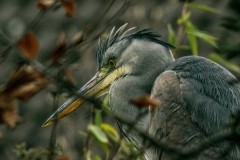 Blauwe reiger