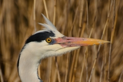 Blauwe reiger