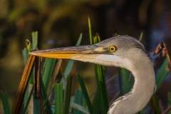 Blauwe reiger