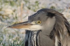 Blauwe reiger