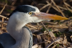 Blauwe reiger