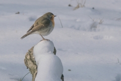 2021-jan.: winterse plaatjes