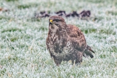 BUIZERD-8048