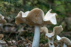 paddestoelen