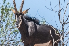 safari-dieren