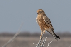 Vogels op safari