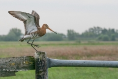 watervogels