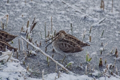 watersnip