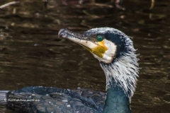 aalscholver in broedkleed